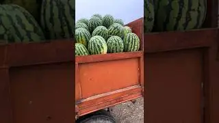 Арбуз 🍉🍉🍉