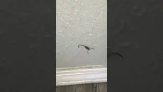 🦂🦂Cut The Stinger Off🦂🦂