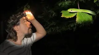 Finding Rough Green Snakes in Trees at Night