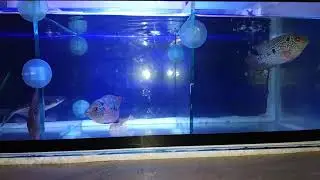 VID 20190930 230710