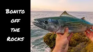 Shore Jigging Bonito | Catch & Fillet