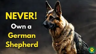 3 Reasons Why You should Never Own a GERMAN SHEPHERD DOG