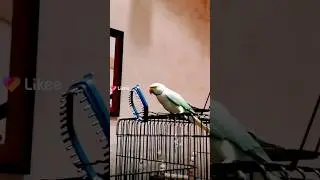 Попугаю мешается непонятная хрень #shorts #попугай #parrot #прикол