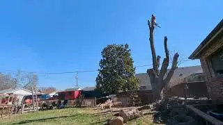 tree trim epic fail.  my poor fence