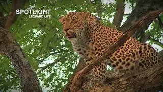Leopard cubs killed by hyena