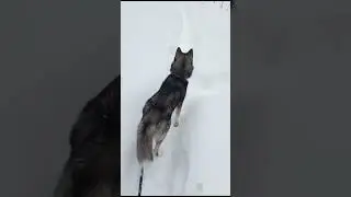 Где ж ты каркаешь, Ворона???