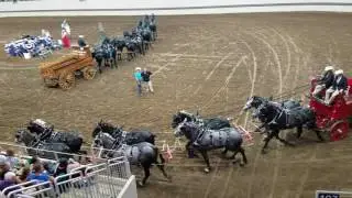 2016 Indiana State Fair Percheron and Clydesdale 8 horse hitch judging