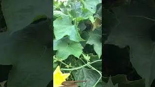 #magic