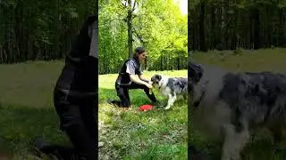 АО Принц - вольт от спины #vault #dogfrisbee #frisbeedog #discdog #dogtraining