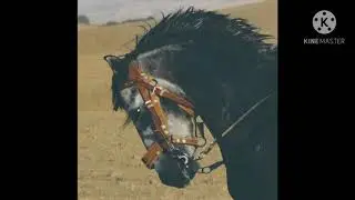 سورة البلد 🌹