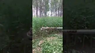 Интересная идея для покоса травы / An interesting idea for mowing grass