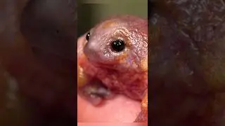 Champion of Ugly Cute! (The Turtle Frog)