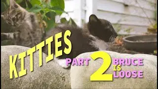 KITTIES 2, Bruce is Loose