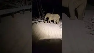 giant elephant on the road #specialeffects #animals #edit #road #elephant