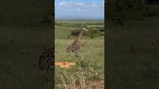 #safari #adventure #travel  #travelling #travelphotography #travelgram #traveller #traveldiaries