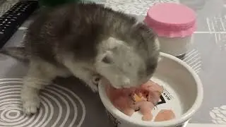 Как едят котята свою первую твердую пищу