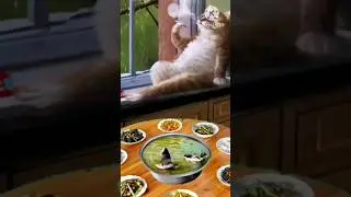 cute  cat 