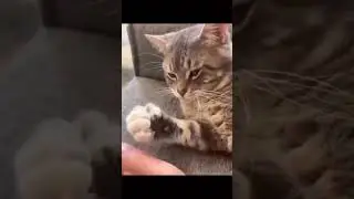 Лапа кота 