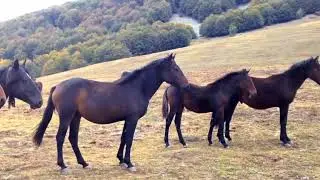 Equestrian Video-Moondust [Relax]