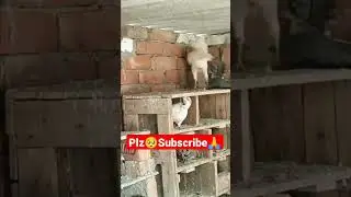 kabootar Angry 😡 mood ||kabutar vs Morga fight 🤜🤛 #shorts
