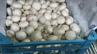 Lebanese wild mushrooms 2021