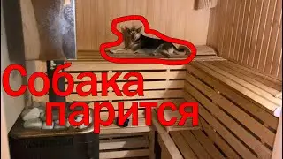 Собака парится в бане на верхней полке