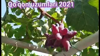 25 июля 2021 г. 115-125 кунда етиладиган кизил рангли узум