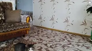 Кот и квадрокоптер