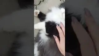 боня помощник огородных дел