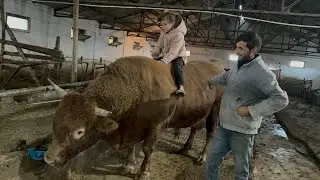 DEV LİMUZİN BOĞA NIN OĞULLARINI ALDIK