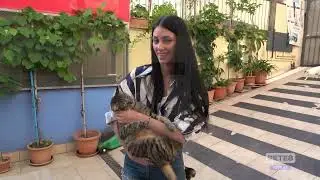 Pescara - Zona benessere per i gatti di Portanuova