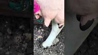 İneklerde Meme Başı Yaralanması !