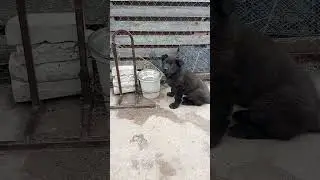 Помет Б #вео #восточноевропейскаяовчарка