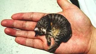 Guinness World Records - The smallest cat in the world