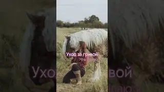 УХОД ЗА ГРИВОЙ
