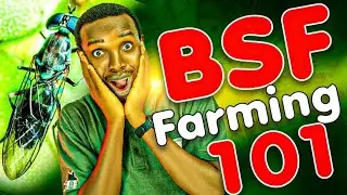 Black Soldier Farming 101
