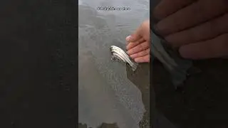 Saving our underwater friend 🥺 