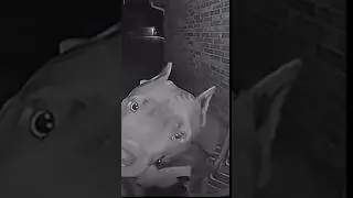 Cute pitbull  #cute #funny #animals #funnyvideo #viral