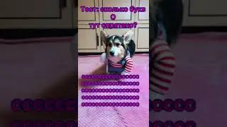 ВИДЕО С ЖИВОТНЫМИ | найдёшь букву О?