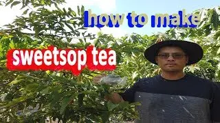 How to make SweetSop Tea from Fresh Sweetsop leaves ( aka Sugar Apple leaves) GardenHula