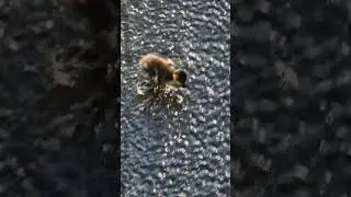 Süßes Stockenten-Küken beim Frühstück an der Schwentinebrücke Kiel