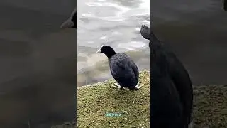 Mekerneke Kuşu 
