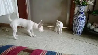 Haku chan   My pet vid compilation