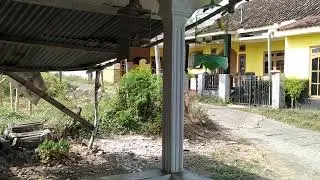 panggung kicau burung mania
