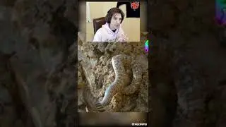 WHO SAW IT  BE HONEST! 😂#xqc #animals #viral #snake #funnyvideos #meme #memes