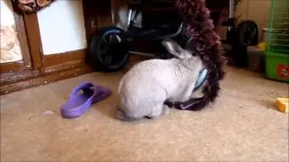 Домашний кролик