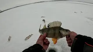 PERCH ELEVATOR in a TERRIBLE WIND. Smoking perch.