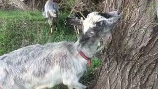 Гуляю с девчонками!
