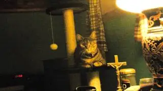Shadow The Cat's new Cat Tree