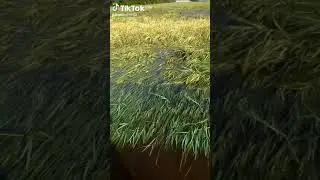 запорожская область розовский район снова дожди.
